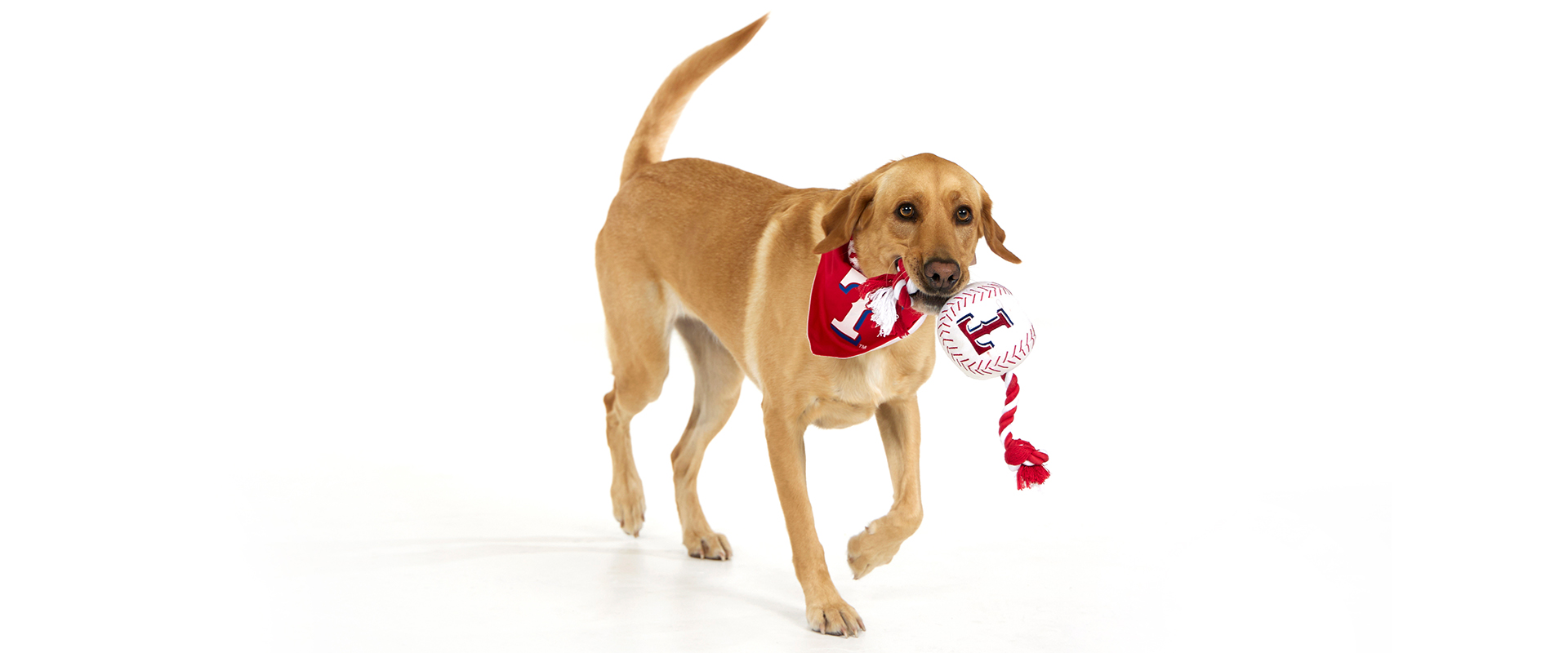 Perro labrador amarillo con pañuelo rojo de los Texas Rangers sosteniendo un juguete